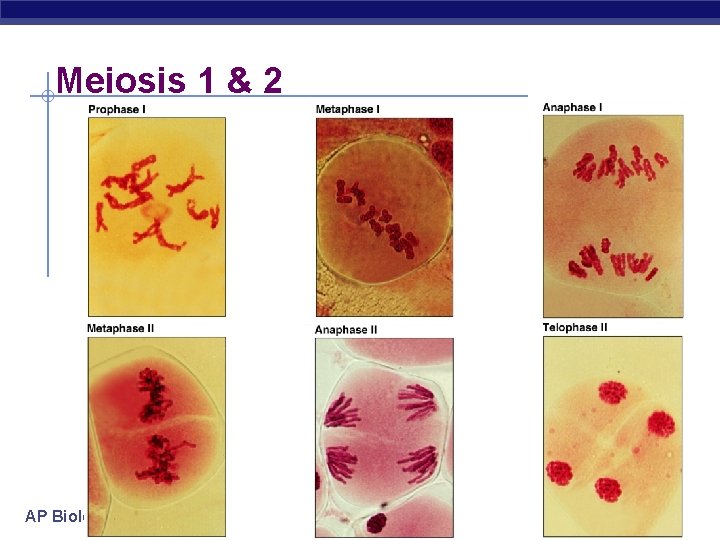 Meiosis 1 & 2 AP Biology 