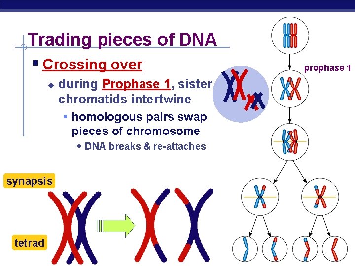 Trading pieces of DNA § Crossing over u during Prophase 1, sister chromatids intertwine