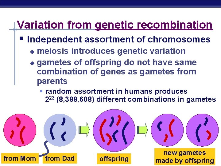 Variation from genetic recombination § Independent assortment of chromosomes meiosis introduces genetic variation u
