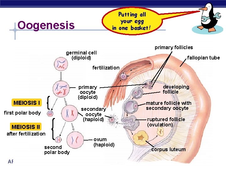 Putting all your egg in one basket! Oogenesis germinal cell (diploid) primary follicles fallopian