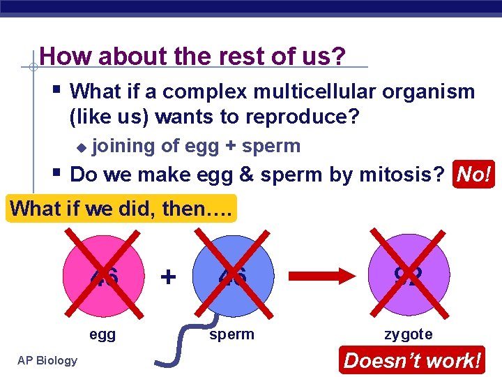 How about the rest of us? § What if a complex multicellular organism (like