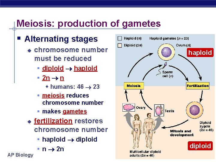 Meiosis: production of gametes § Alternating stages u chromosome number must be reduced haploid