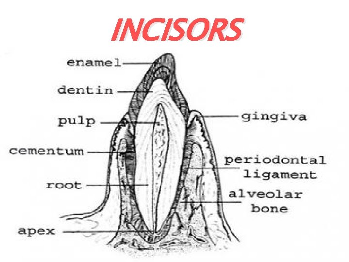 INCISORS.  INCISORS.