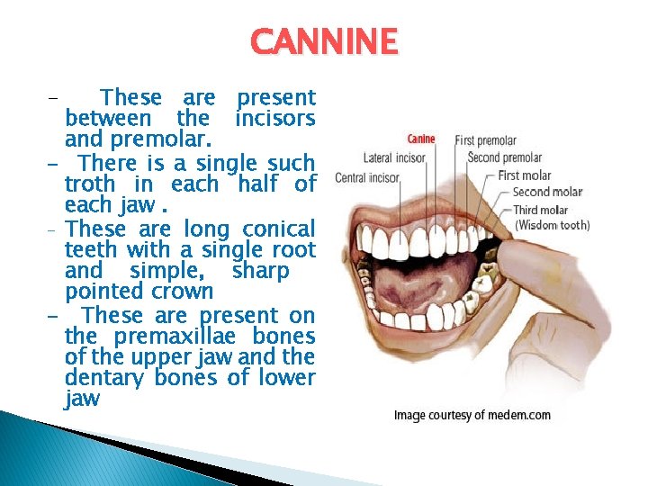 CANNINE - These are present between the incisors and premolar. - There is a CANNINE - These are present between the incisors and premolar. - There is a