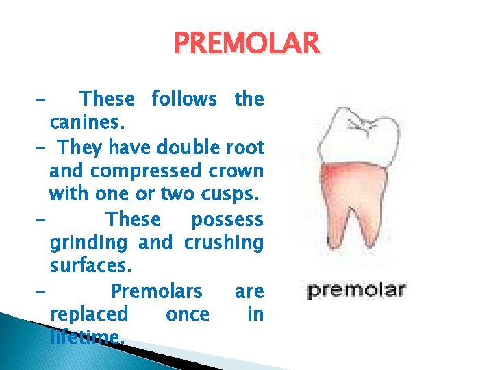 PREMOLAR - These follows the canines. - They have double root and compressed crown PREMOLAR - These follows the canines. - They have double root and compressed crown
