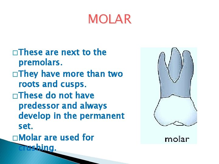 MOLAR � These are next to the premolars. � They have more than two MOLAR � These are next to the premolars. � They have more than two