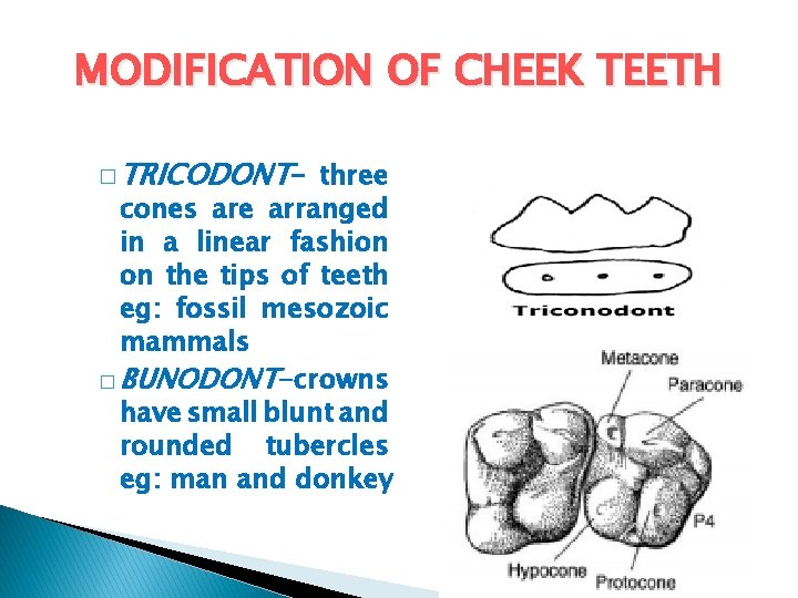 MODIFICATION OF CHEEK TEETH � TRICODONT- three cones are arranged in a linear fashion MODIFICATION OF CHEEK TEETH � TRICODONT- three cones are arranged in a linear fashion