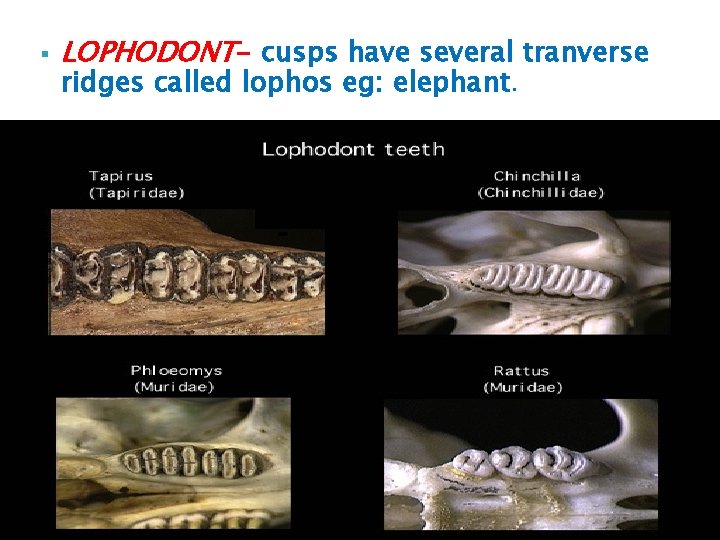 § LOPHODONT- cusps have several tranverse ridges called lophos eg: elephant.  § LOPHODONT- cusps have several tranverse ridges called lophos eg: elephant.