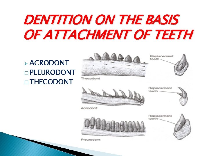 DENTITION ON THE BASIS OF ATTACHMENT OF TEETH ACRODONT � PLEURODONT � THECODONT Ø DENTITION ON THE BASIS OF ATTACHMENT OF TEETH ACRODONT � PLEURODONT � THECODONT Ø