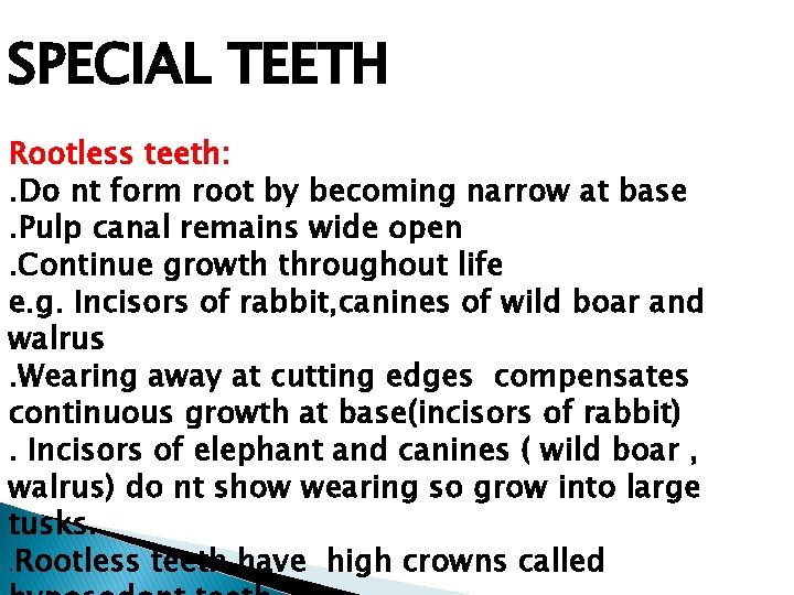 SPECIAL TEETH Rootless teeth: . Do nt form root by becoming narrow at base. SPECIAL TEETH Rootless teeth: . Do nt form root by becoming narrow at base.
