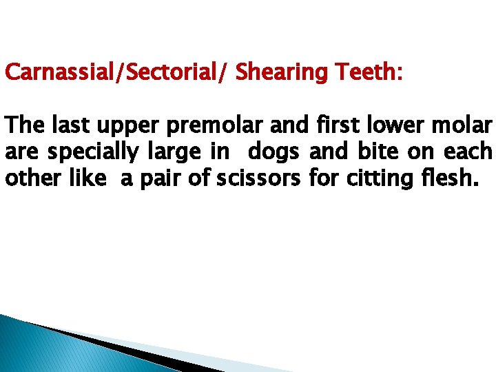 Carnassial/Sectorial/ Shearing Teeth: The last upper premolar and first lower molar are specially large Carnassial/Sectorial/ Shearing Teeth: The last upper premolar and first lower molar are specially large