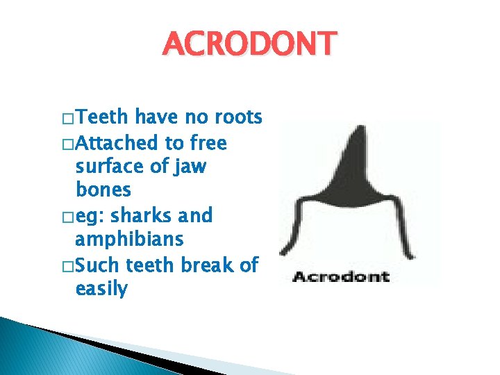 ACRODONT � Teeth have no roots � Attached to free surface of jaw bones ACRODONT � Teeth have no roots � Attached to free surface of jaw bones