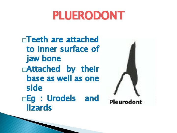PLUERODONT �Teeth are attached to inner surface of jaw bone �Attached by their base PLUERODONT �Teeth are attached to inner surface of jaw bone �Attached by their base