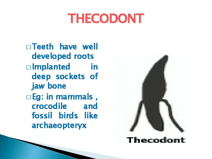 THECODONT � Teeth have well developed roots � Implanted in deep sockets of jaw THECODONT � Teeth have well developed roots � Implanted in deep sockets of jaw