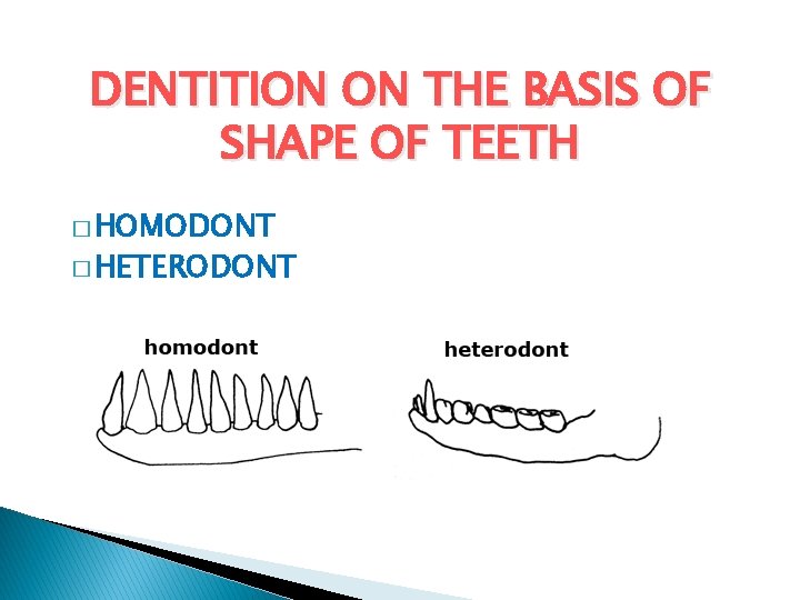 DENTITION ON THE BASIS OF SHAPE OF TEETH � HOMODONT � HETERODONT  DENTITION ON THE BASIS OF SHAPE OF TEETH � HOMODONT � HETERODONT