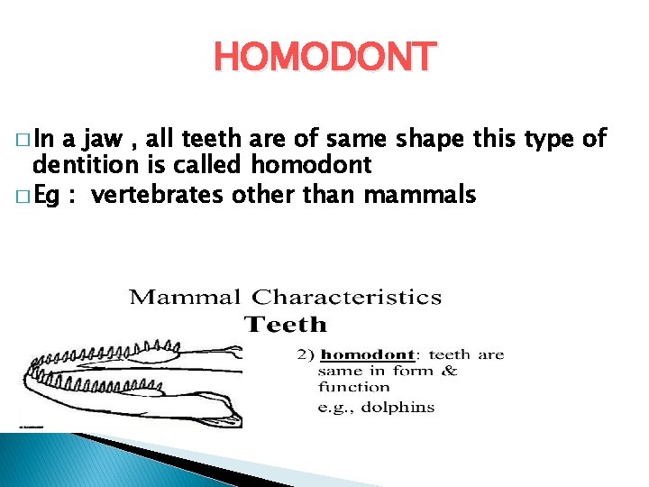 HOMODONT � In a jaw , all teeth are of same shape this type HOMODONT � In a jaw , all teeth are of same shape this type