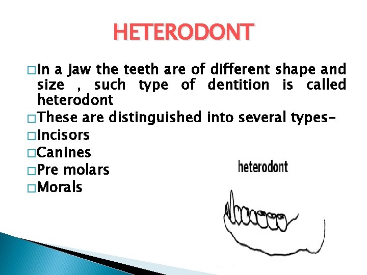 HETERODONT � In a jaw the teeth are of different shape and size , HETERODONT � In a jaw the teeth are of different shape and size ,