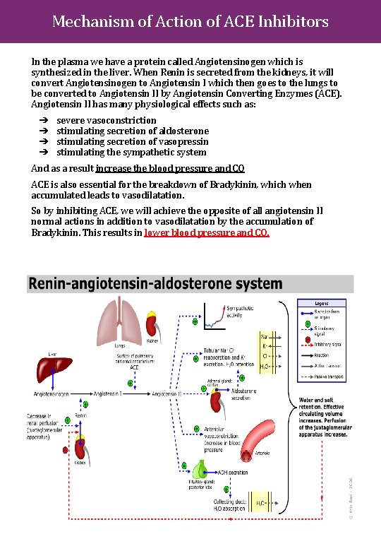 Mechanism of Action of ACE Inhibitors In the plasma we have a protein called
