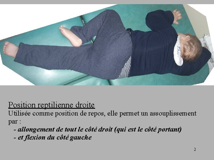 Position reptilienne droite Utilisée comme position de repos, elle permet un assouplissement par :