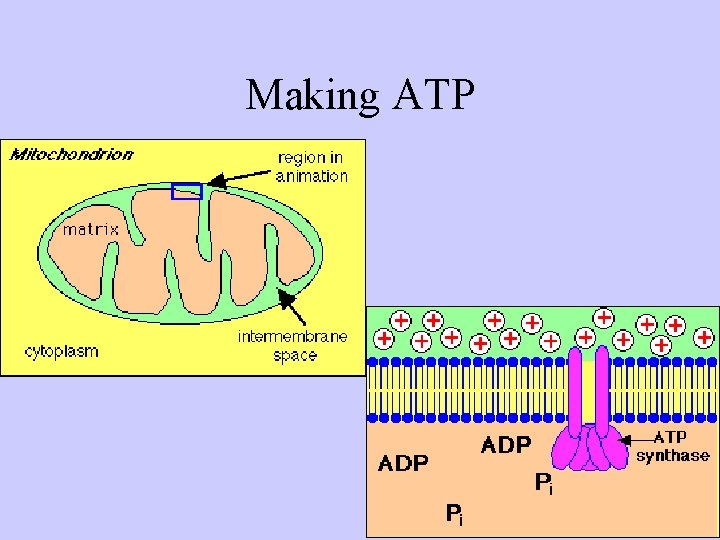 Making ATP 