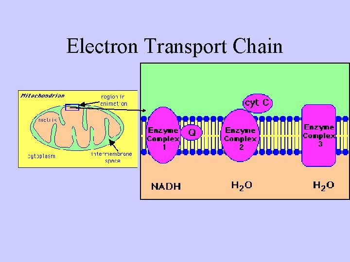 Electron Transport Chain 