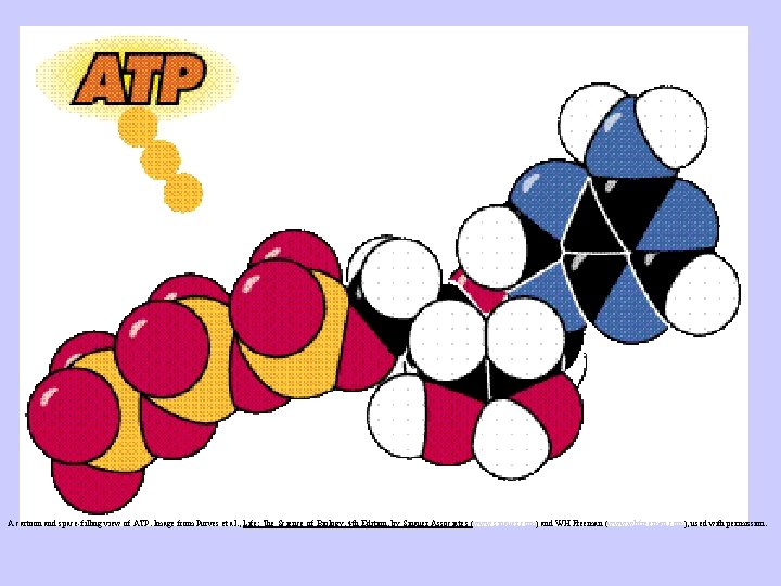 A cartoon and space-filling view of ATP. Image from Purves et al. , Life: