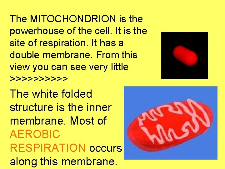 The MITOCHONDRION is the powerhouse of the cell. It is the site of respiration.