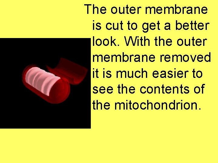 The outer membrane is cut to get a better look. With the outer membrane