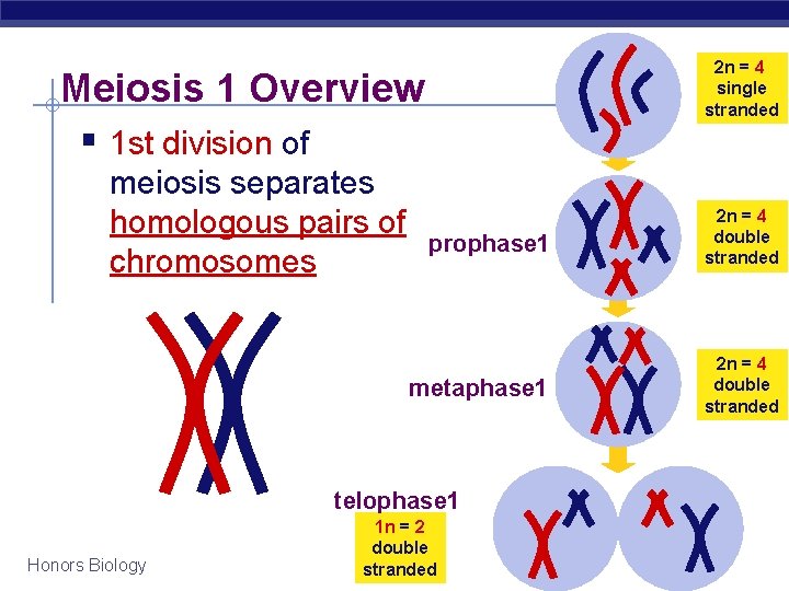 2 n = 4 single stranded Meiosis 1 Overview § 1 st division of 2 n = 4 single stranded Meiosis 1 Overview § 1 st division of