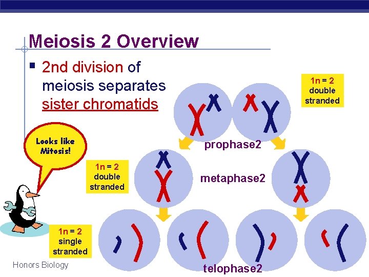 Meiosis 2 Overview § 2 nd division of 1 n = 2 double stranded Meiosis 2 Overview § 2 nd division of 1 n = 2 double stranded