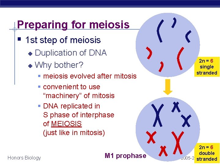 Preparing for meiosis § 1 st step of meiosis Duplication of DNA u Why Preparing for meiosis § 1 st step of meiosis Duplication of DNA u Why