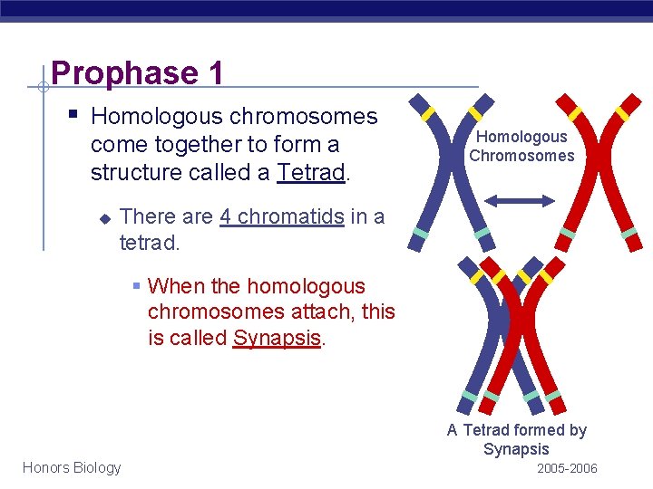 Prophase 1 § Homologous chromosomes come together to form a structure called a Tetrad. Prophase 1 § Homologous chromosomes come together to form a structure called a Tetrad.