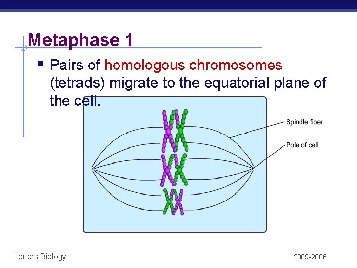 Metaphase 1 § Pairs of homologous chromosomes (tetrads) migrate to the equatorial plane of Metaphase 1 § Pairs of homologous chromosomes (tetrads) migrate to the equatorial plane of