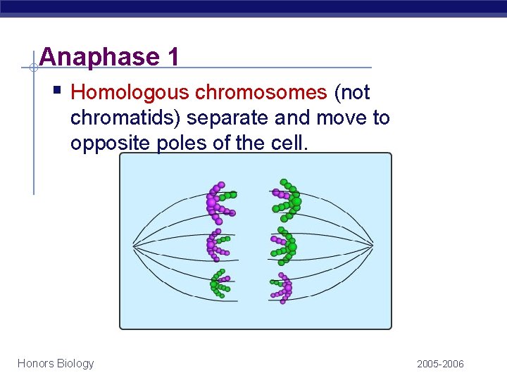 Anaphase 1 § Homologous chromosomes (not chromatids) separate and move to opposite poles of Anaphase 1 § Homologous chromosomes (not chromatids) separate and move to opposite poles of