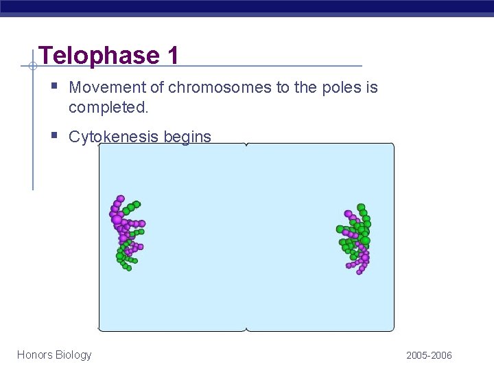 Telophase 1 § Movement of chromosomes to the poles is completed. § Cytokenesis begins Telophase 1 § Movement of chromosomes to the poles is completed. § Cytokenesis begins