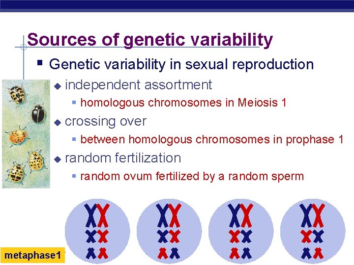 Sources of genetic variability § Genetic variability in sexual reproduction u independent assortment § Sources of genetic variability § Genetic variability in sexual reproduction u independent assortment §