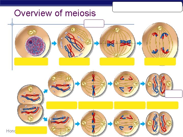 I. P. M. A. T. Overview of meiosis 2 n=4 interphase 1 prophase 1 I. P. M. A. T. Overview of meiosis 2 n=4 interphase 1 prophase 1