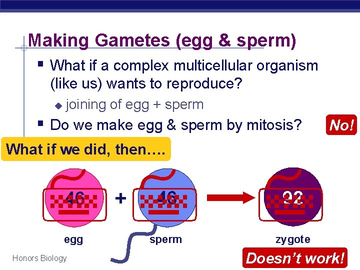 Making Gametes (egg & sperm) § What if a complex multicellular organism (like us) Making Gametes (egg & sperm) § What if a complex multicellular organism (like us)