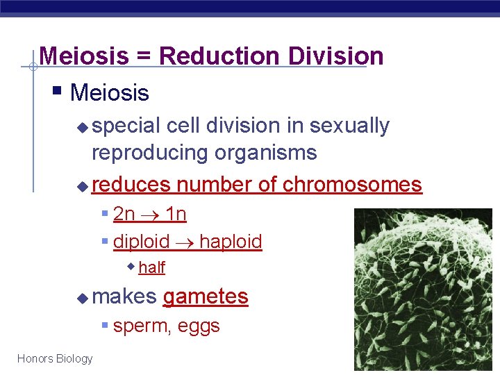 Meiosis = Reduction Division § Meiosis special cell division in sexually reproducing organisms u Meiosis = Reduction Division § Meiosis special cell division in sexually reproducing organisms u