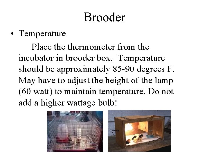 Brooder • Temperature Place thermometer from the incubator in brooder box. Temperature should be