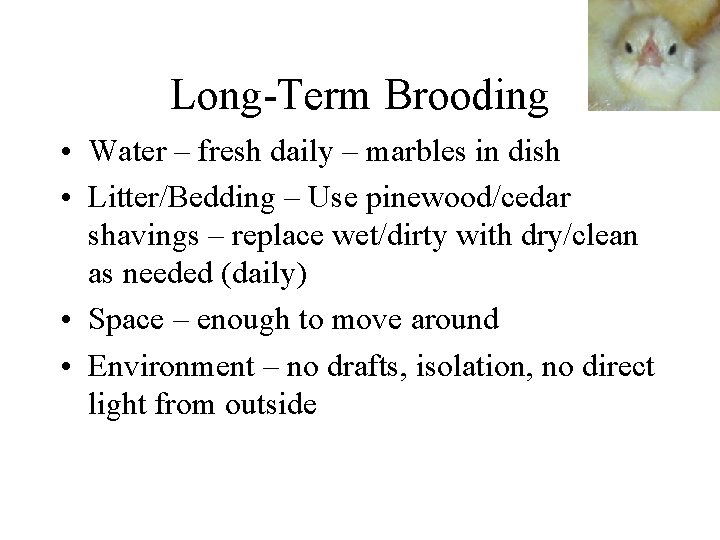 Long-Term Brooding • Water – fresh daily – marbles in dish • Litter/Bedding –