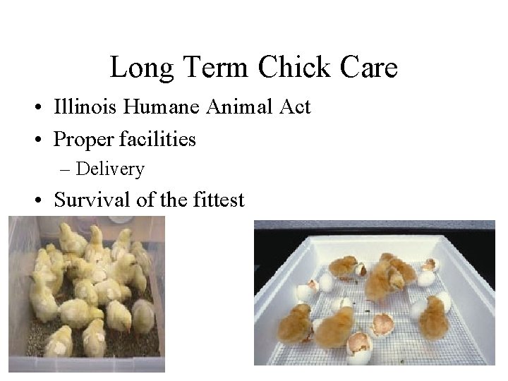 Long Term Chick Care • Illinois Humane Animal Act • Proper facilities – Delivery