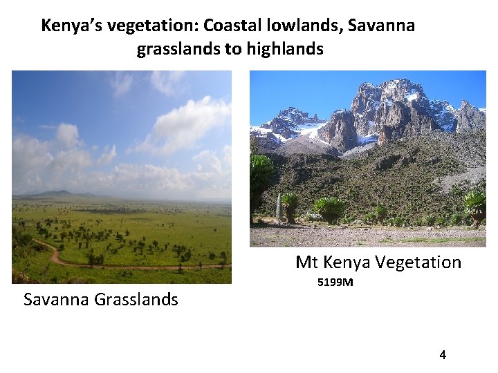 Kenya’s vegetation: Coastal lowlands, Savanna grasslands to highlands Mt Kenya Vegetation Savanna Grasslands 5199