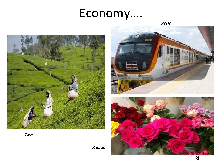 Economy…. SGR Tea Roses 8 