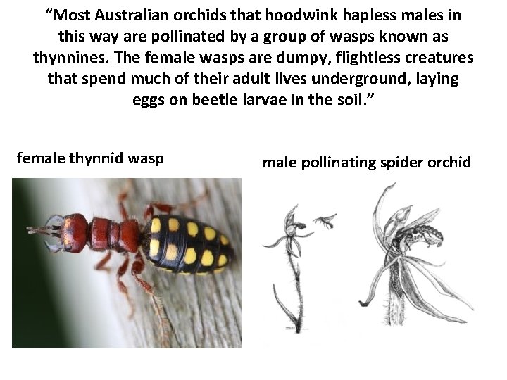 “Most Australian orchids that hoodwink hapless males in this way are pollinated by a
