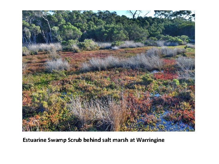 Estuarine Swamp Scrub behind salt marsh at Warringine 