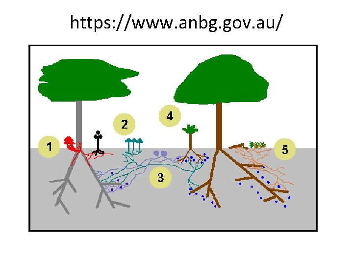 https: //www. anbg. gov. au/ 