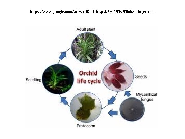 https: //www. google. com/url? sa=i&url=https%3 A%2 F%2 Flink. springer. com 