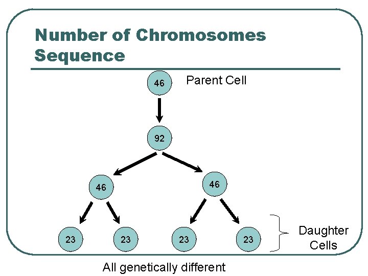 Number of Chromosomes Sequence 46 Parent Cell 92 46 46 23 23 23 All