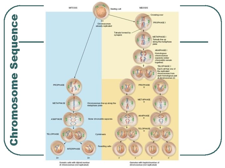 Chromosome Sequence 